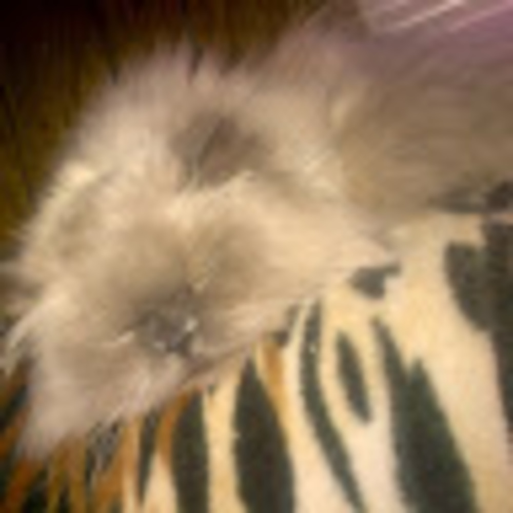 Meet your Posher, Missy